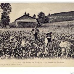 CPA Suisse Vaud Les Avants sur Montreux La saison des Narcisses