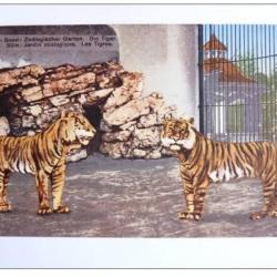 Carte Postale Suisse Bâle Tigre Tiger Zoolog Garten Zoo