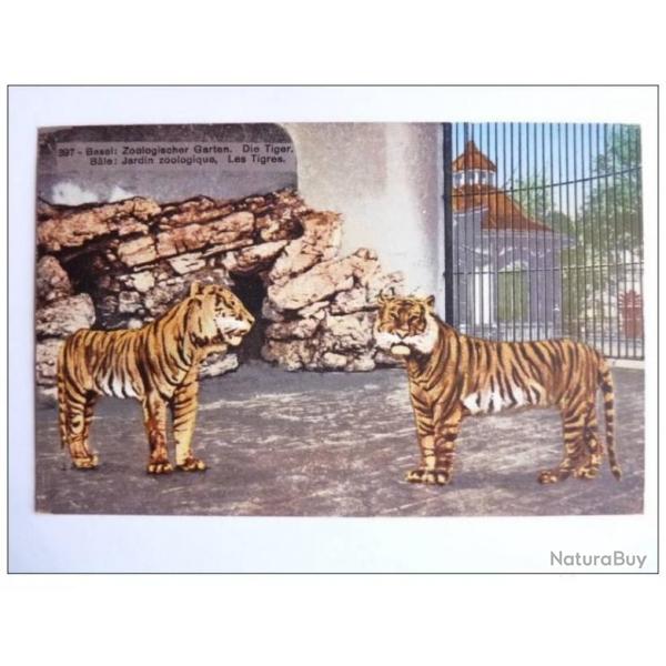 Carte Postale Suisse Ble Tigre Tiger Zoolog Garten Zoo