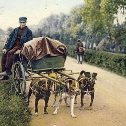 CPA Pays-Bas Holland Honderkar Attelage à chiens 1911