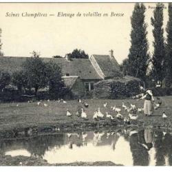 CPA 01 AIN Scènes champêtres Élevage volailles Bresse