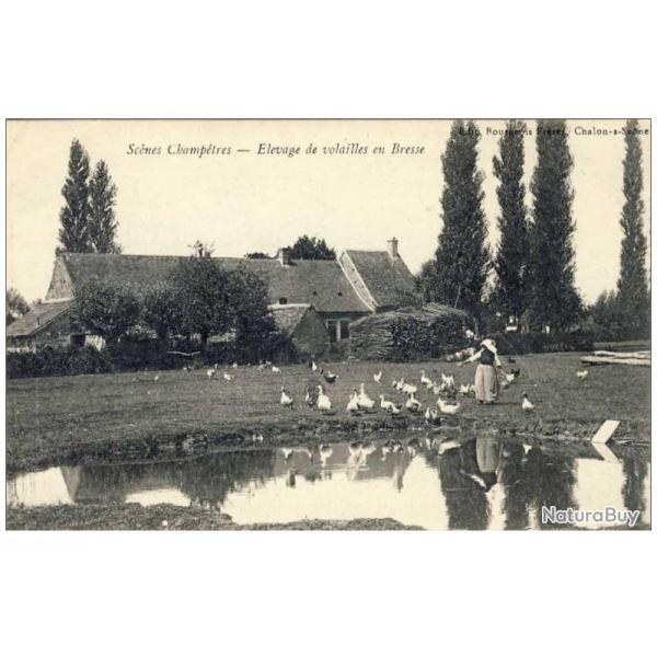 CPA 01 AIN Scnes champtres levage volailles Bresse