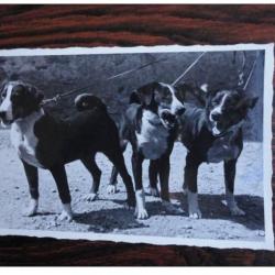 CP Photo Animaux Chien Concours Élevage Bouvier d´Appenzell
