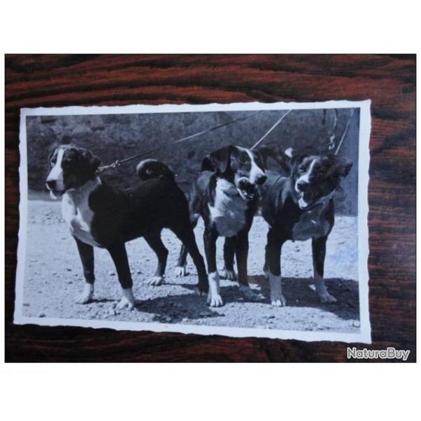 CP Photo Animaux Chien Concours levage Bouvier dAppenzell