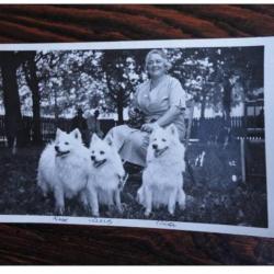 CP Photo Animaux Chien de race Concours Élevage 1936