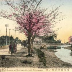CPA Japon Yokohama Cherry Blossom Horiwari Negishi