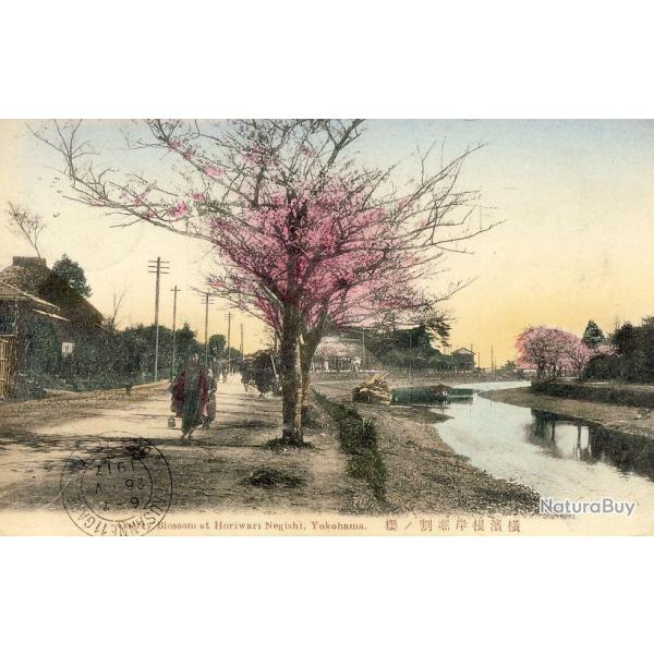 CPA Japon Yokohama Cherry Blossom Horiwari Negishi