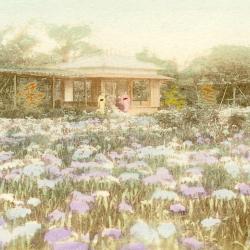 CPA Japon Japan Illustration gehisha champ de fleurs
