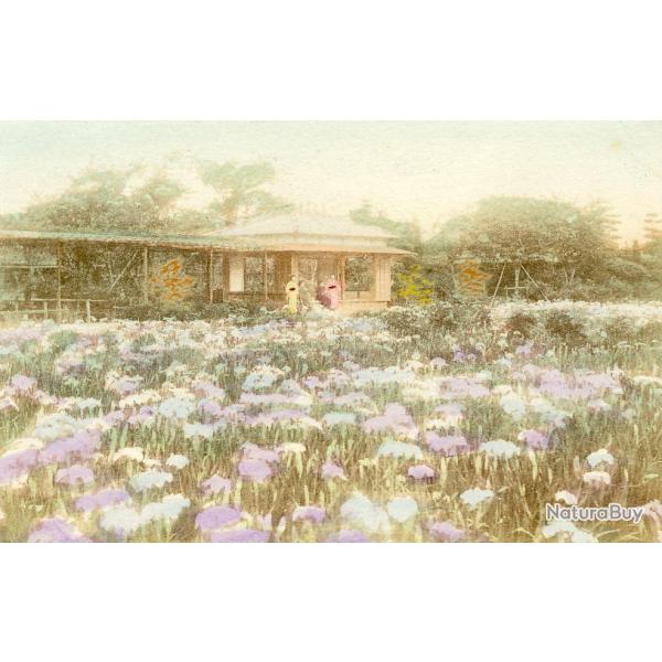 CPA Japon Japan Illustration gehisha champ de fleurs