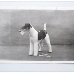 CP photo Animaux Chien de concours Fox à poil dur