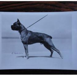CP Photo Animaux Chien de Concours Boxer Champion