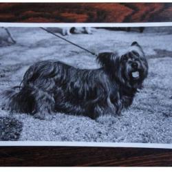 CP Photo Animaux Chien de race Concours