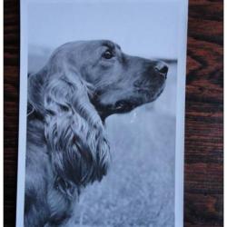 CP Photo Animaux Chien de race Concours Cocker