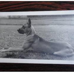 CP Photo Animaux Chien de Concours Dogue Allemand