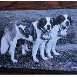 CP Photo Animaux Chien de Concours St Bernard