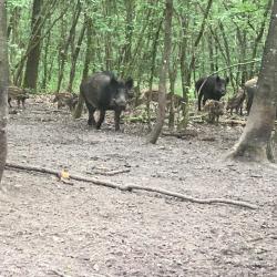 Recherche actionnaires au poste pour chasse gros gibiers région Nemours sud 77
