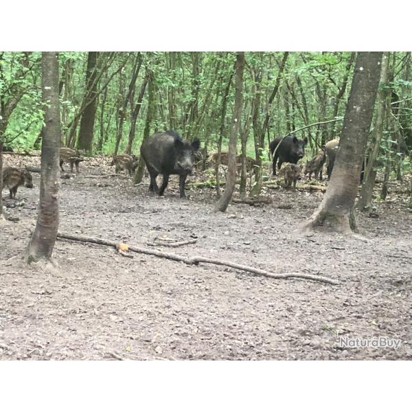 Recherche actionnaires au poste pour chasse gros gibiers rgion Nemours sud 77