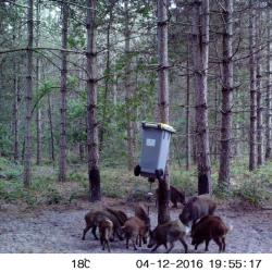 Recherche traqueurs/chiens région Nemours sud 77
