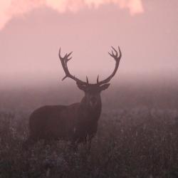Recherche 3 actionnaires au poste pour campagne 25/26 pour chasse du vendredi région Corbeil Essonne