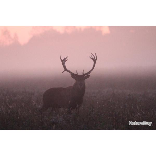 Recherche 3 actionnaires au poste pour campagne 25/26 pour chasse du vendredi rgion Corbeil Essonne