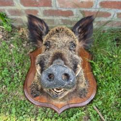 Trophée sanglier. Sanglier naturalisé. Sanglier taxidermie.