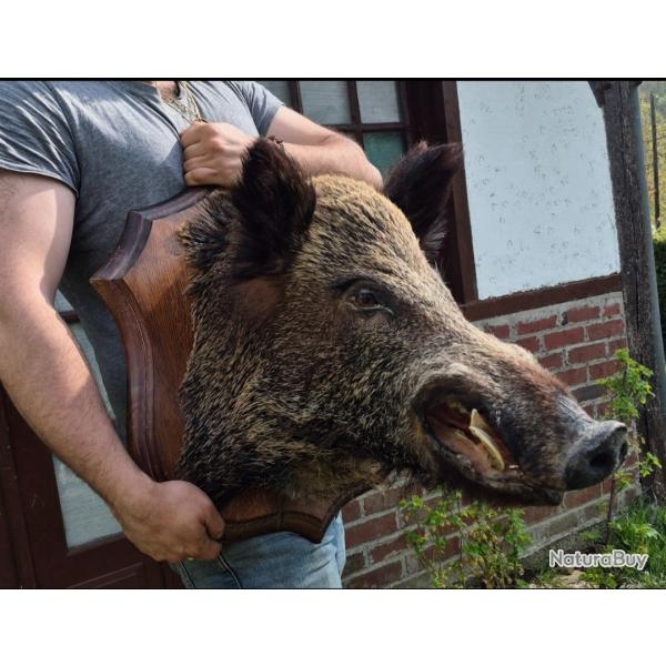 Trophe sanglier. Sanglier naturalis. Sanglier taxidermie.