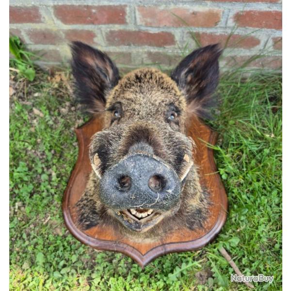Trophe sanglier. Sanglier naturalis. Sanglier taxidermie.