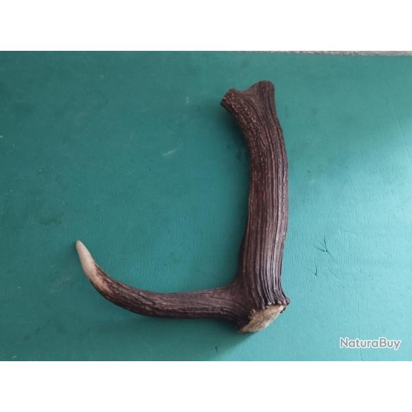 GROS MORCEAU BOIS MUE CERF AVEC MEULE ANDOUILLER MASSACRE POUR COUTELLERIE CHIEN USAGE DIVERS