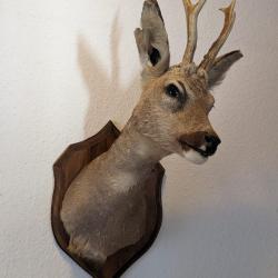 Trophée chevreuil