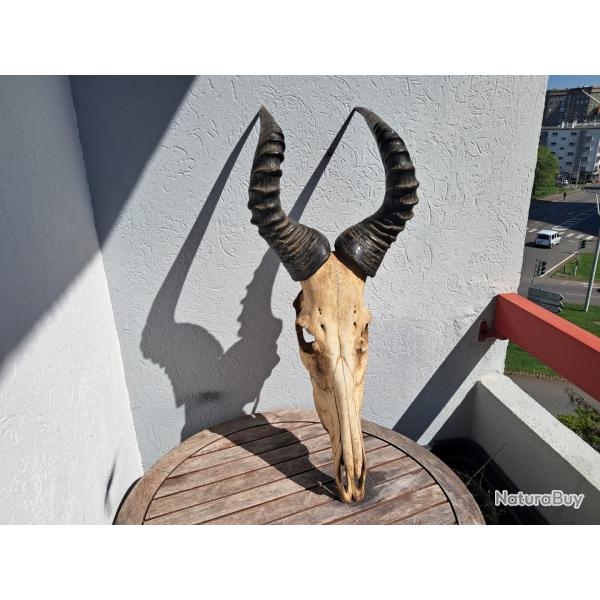 Crne de Bubale Major ; Alcelaphus buselaphus major #0304