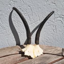 Massacre de chamois ; Rupicapra rupicapra #3