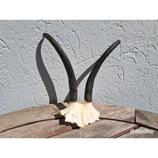 Massacre de chamois ; Rupicapra rupicapra #3