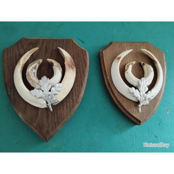 SUIR ECUSSONS BOIS 2 TROPHEES DEFENSES GRES DE SANGLIER