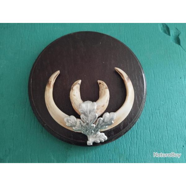 SUR ECUSSON BOIS 1 TROPHEE DEFENSES GRES DE SANGLIER