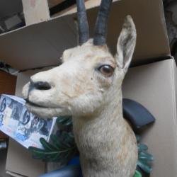 isard ou chamois 5