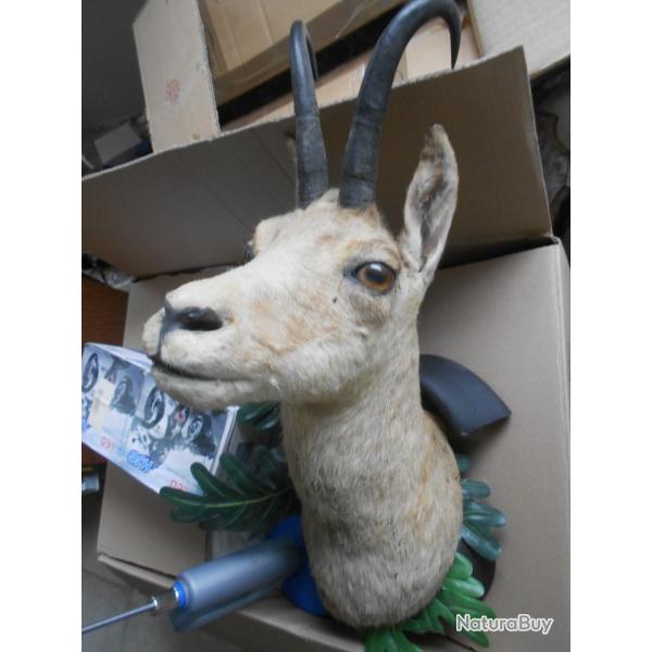isard ou chamois 5