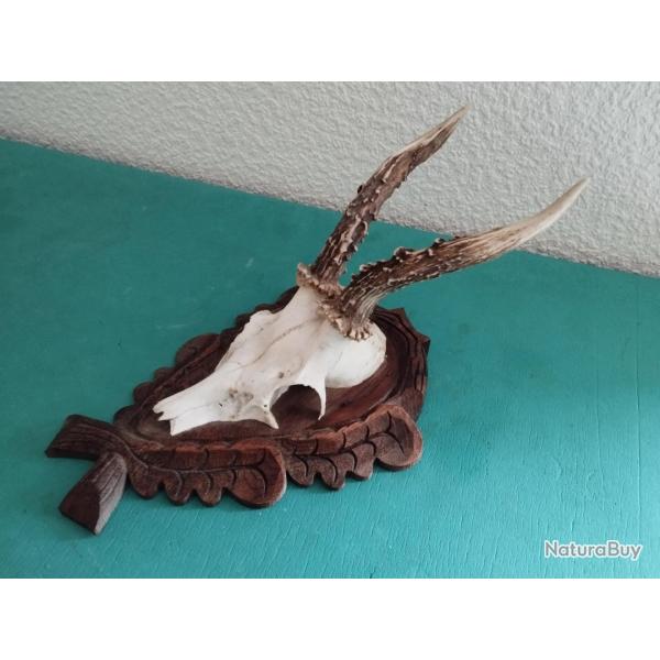 1 TROPHEE CHEVREUIL BROCARD SUR ECUSSON BOIS FEUILLES DE CHNE