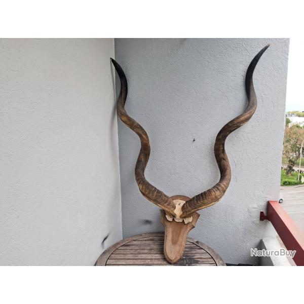 Trophe de Grand Kudu ; Tragelaphus strepsiceros #GKFE
