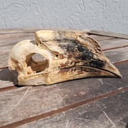 Crâne de calao à cuisses blanches ; Bycanistes albotibialis #10