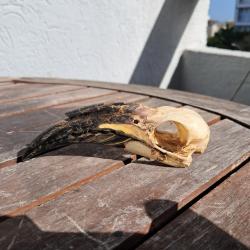 Crâne de calao à bec noir ; Lophoceros nasutus #6
