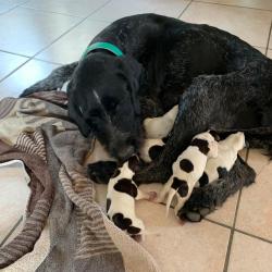 Vends chiots Drahthaar lof à réserver 9 femelles 4 mâles