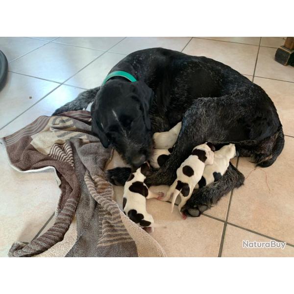 Vends chiots Drahthaar lof  rserver 9 femelles 4 mles