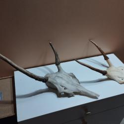 2 TROPHEE DE CERF DAGUET