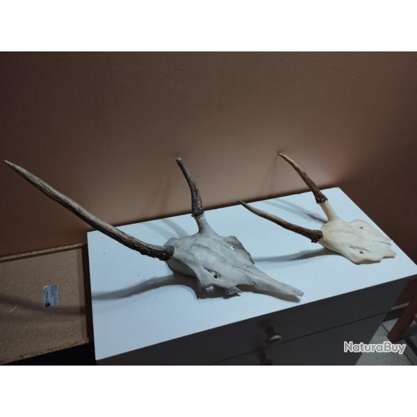 2 TROPHEE DE CERF DAGUET