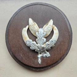Trophée sanglier