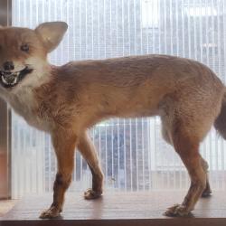 Renard