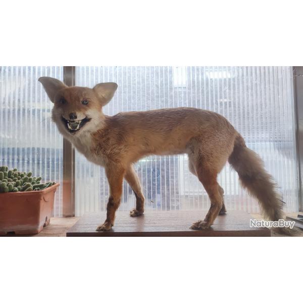 Renard