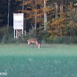 Action de chasse Alsace /Moselle