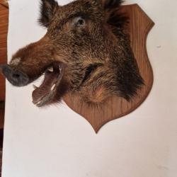 Tête de Sanglier