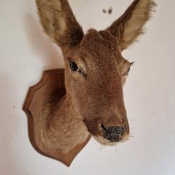 Tête de biche empaillée